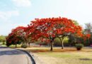 El flamboyán, un árbol que despierta los sentidos