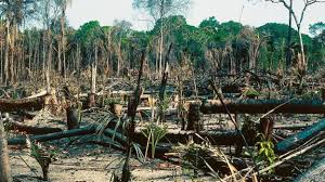 El reino plantae bajo ataque