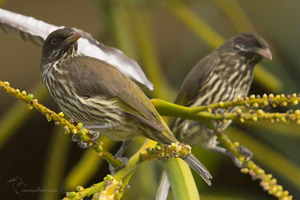 Las Ciguas Palmeras Dominicana » Fundación Mundo Silvestre