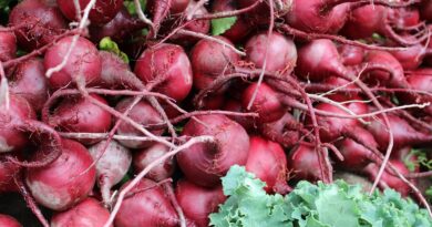 La remolacha roja y su poder curativo